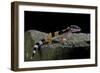 Eublepharis Macularius F.Golden (Leopard Gecko)-Paul Starosta-Framed Photographic Print