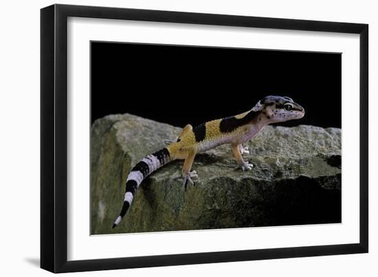 Eublepharis Macularius F.Golden (Leopard Gecko)-Paul Starosta-Framed Photographic Print