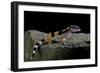 Eublepharis Macularius F.Golden (Leopard Gecko)-Paul Starosta-Framed Photographic Print