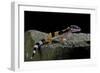 Eublepharis Macularius F.Golden (Leopard Gecko)-Paul Starosta-Framed Photographic Print