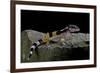 Eublepharis Macularius F.Golden (Leopard Gecko)-Paul Starosta-Framed Photographic Print