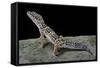 Eublepharis Macularius (Leopard Gecko)-Paul Starosta-Framed Stretched Canvas