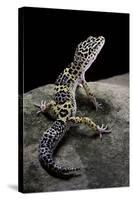 Eublepharis Macularius (Leopard Gecko)-Paul Starosta-Stretched Canvas