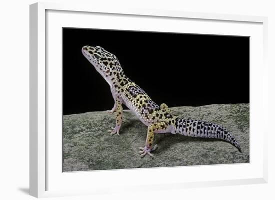 Eublepharis Macularius (Leopard Gecko)-Paul Starosta-Framed Photographic Print