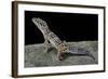 Eublepharis Macularius (Leopard Gecko)-Paul Starosta-Framed Photographic Print