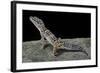 Eublepharis Macularius (Leopard Gecko)-Paul Starosta-Framed Photographic Print