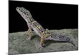 Eublepharis Macularius (Leopard Gecko)-Paul Starosta-Mounted Photographic Print