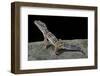 Eublepharis Macularius (Leopard Gecko)-Paul Starosta-Framed Photographic Print