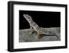 Eublepharis Macularius (Leopard Gecko)-Paul Starosta-Framed Photographic Print