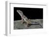 Eublepharis Macularius (Leopard Gecko)-Paul Starosta-Framed Photographic Print