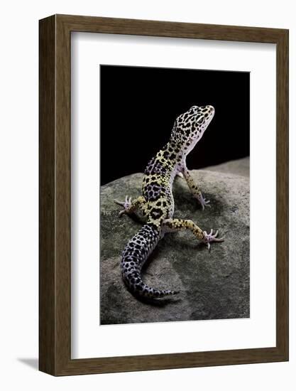 Eublepharis Macularius (Leopard Gecko)-Paul Starosta-Framed Photographic Print