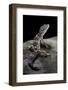 Eublepharis Macularius (Leopard Gecko)-Paul Starosta-Framed Photographic Print