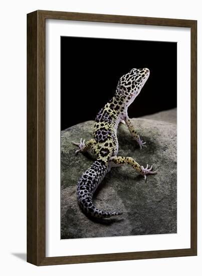 Eublepharis Macularius (Leopard Gecko)-Paul Starosta-Framed Photographic Print