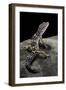 Eublepharis Macularius (Leopard Gecko)-Paul Starosta-Framed Photographic Print