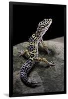 Eublepharis Macularius (Leopard Gecko)-Paul Starosta-Framed Photographic Print