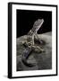 Eublepharis Macularius (Leopard Gecko)-Paul Starosta-Framed Photographic Print