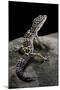 Eublepharis Macularius (Leopard Gecko)-Paul Starosta-Mounted Photographic Print