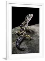 Eublepharis Macularius (Leopard Gecko)-Paul Starosta-Framed Photographic Print