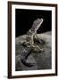 Eublepharis Macularius (Leopard Gecko)-Paul Starosta-Framed Photographic Print