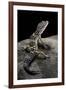 Eublepharis Macularius (Leopard Gecko)-Paul Starosta-Framed Photographic Print