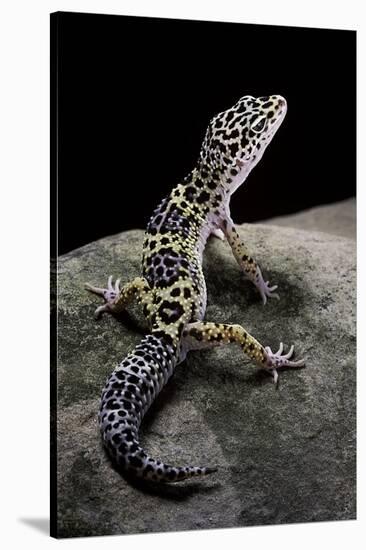 Eublepharis Macularius (Leopard Gecko)-Paul Starosta-Stretched Canvas