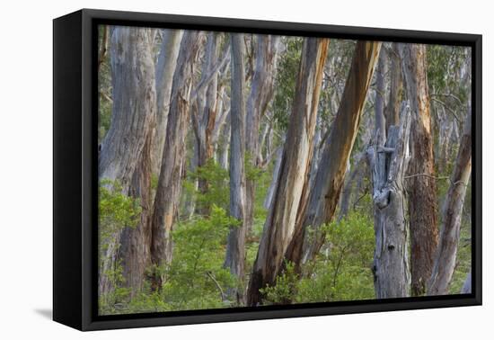 Eucalypt Forest View into a Lightly Wooded Coastal-null-Framed Stretched Canvas