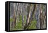 Eucalypt Forest View into a Lightly Wooded Coastal-null-Framed Stretched Canvas