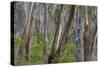 Eucalypt Forest View into a Lightly Wooded Coastal-null-Stretched Canvas