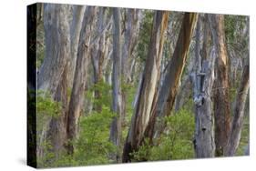Eucalypt Forest View into a Lightly Wooded Coastal-null-Stretched Canvas