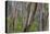 Eucalypt Forest View into a Lightly Wooded Coastal-null-Stretched Canvas