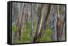 Eucalypt Forest View into a Lightly Wooded Coastal-null-Framed Stretched Canvas