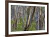 Eucalypt Forest View into a Lightly Wooded Coastal-null-Framed Photographic Print