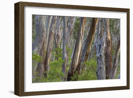 Eucalypt Forest View into a Lightly Wooded Coastal-null-Framed Photographic Print