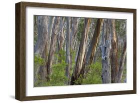 Eucalypt Forest View into a Lightly Wooded Coastal-null-Framed Photographic Print