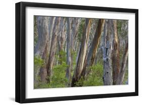 Eucalypt Forest View into a Lightly Wooded Coastal-null-Framed Photographic Print