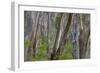 Eucalypt Forest View into a Lightly Wooded Coastal-null-Framed Photographic Print