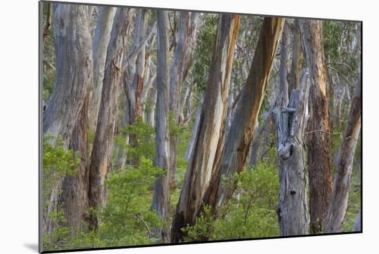 Eucalypt Forest View into a Lightly Wooded Coastal-null-Mounted Photographic Print