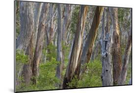 Eucalypt Forest View into a Lightly Wooded Coastal-null-Mounted Photographic Print