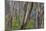 Eucalypt Forest View into a Lightly Wooded Coastal-null-Mounted Photographic Print