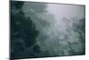 Eucalyptus and Fog Design-null-Mounted Photographic Print