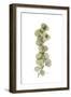 Eucalyptus Arm-Albert Koetsier-Framed Premium Giclee Print