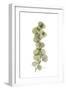 Eucalyptus Arm-Albert Koetsier-Framed Premium Giclee Print