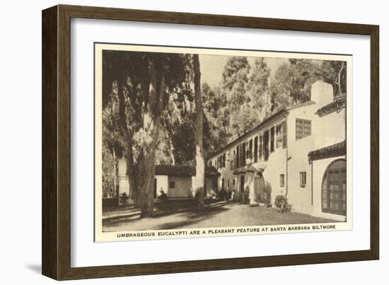 Eucalyptus at Biltmore Hotel, Santa Barbara, California-null-Framed Art Print
