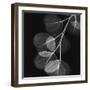 Eucalyptus Black and White II-Albert Koetsier-Framed Art Print