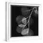 Eucalyptus Black and White II-Albert Koetsier-Framed Art Print