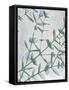 Eucalyptus Blues-Albert Koetsier-Framed Stretched Canvas