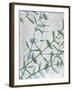 Eucalyptus Blues-Albert Koetsier-Framed Art Print