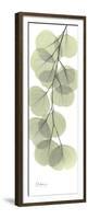 Eucalyptus Branch Down-Albert Koetsier-Framed Premium Giclee Print