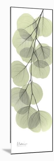 Eucalyptus Branch Down-Albert Koetsier-Mounted Premium Giclee Print
