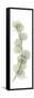 Eucalyptus Branch Up-Albert Koetsier-Framed Stretched Canvas